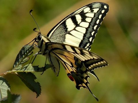 Old World Swallowtail sideview  Bulgaria,Geotagged,Old World swallowtail,Papilio machaon