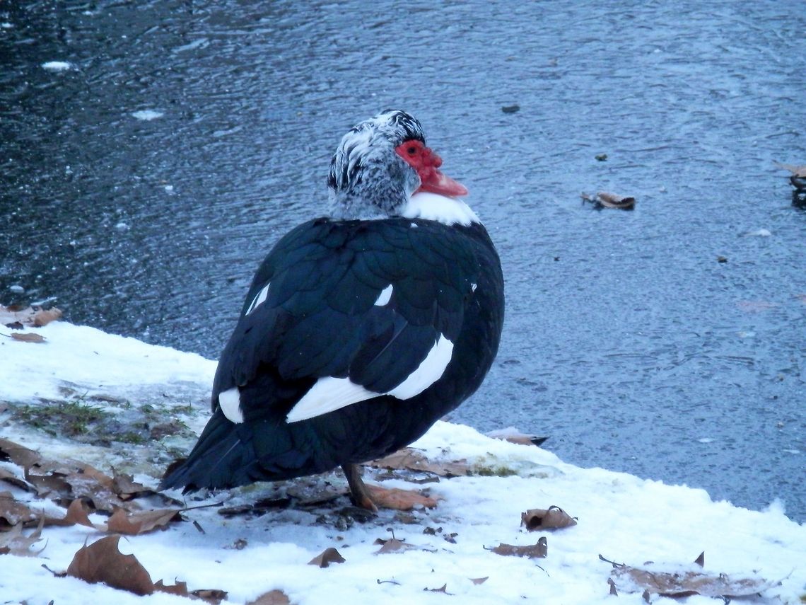 Muscovy Duck A Muscovy Duck in the snow by a frosen canal. Cairina moschata,Geotagged,Muscovy Duck,The Netherlands