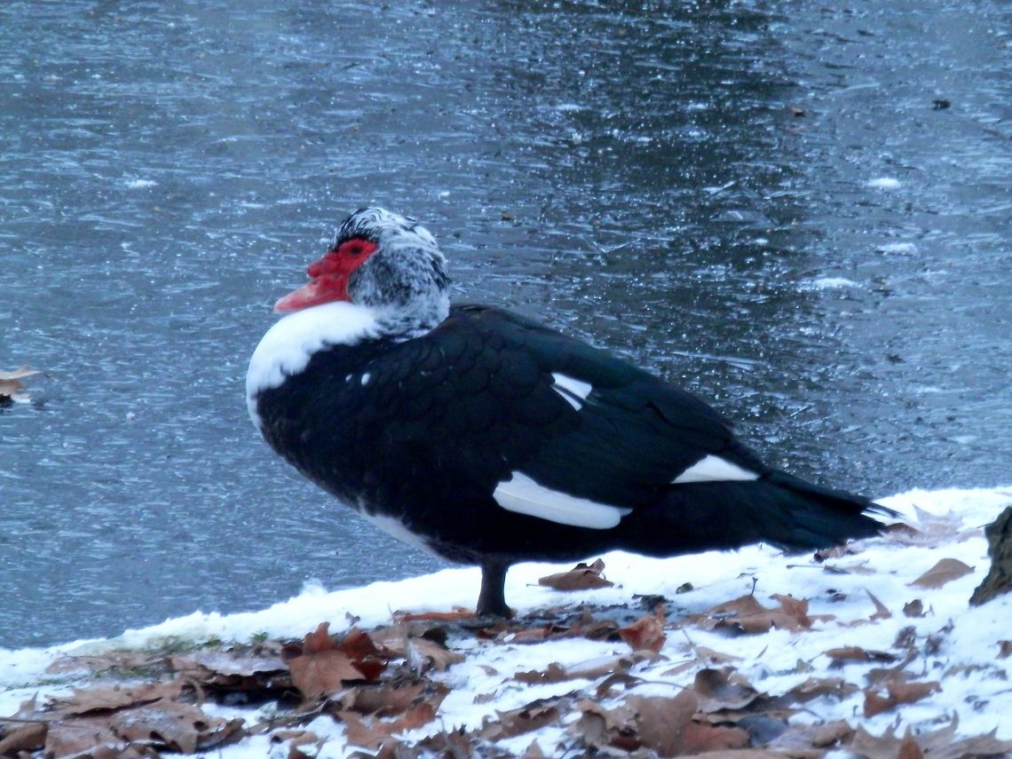 Muscovy Duck A Muscovy Duck in the snow by a frosen canal. Cairina moschata,Geotagged,Muscovy Duck,The Netherlands