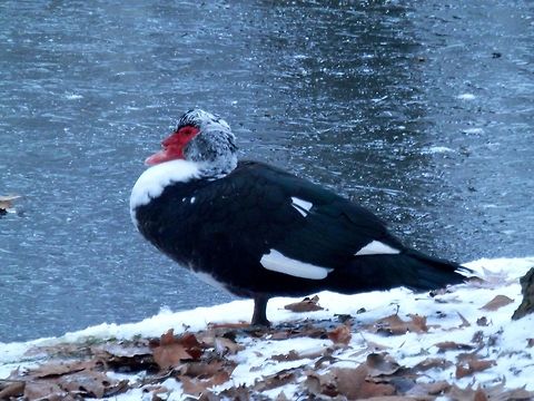 Muscovy Duck A Muscovy Duck in the snow by a frosen canal. Cairina moschata,Geotagged,Muscovy Duck,The Netherlands