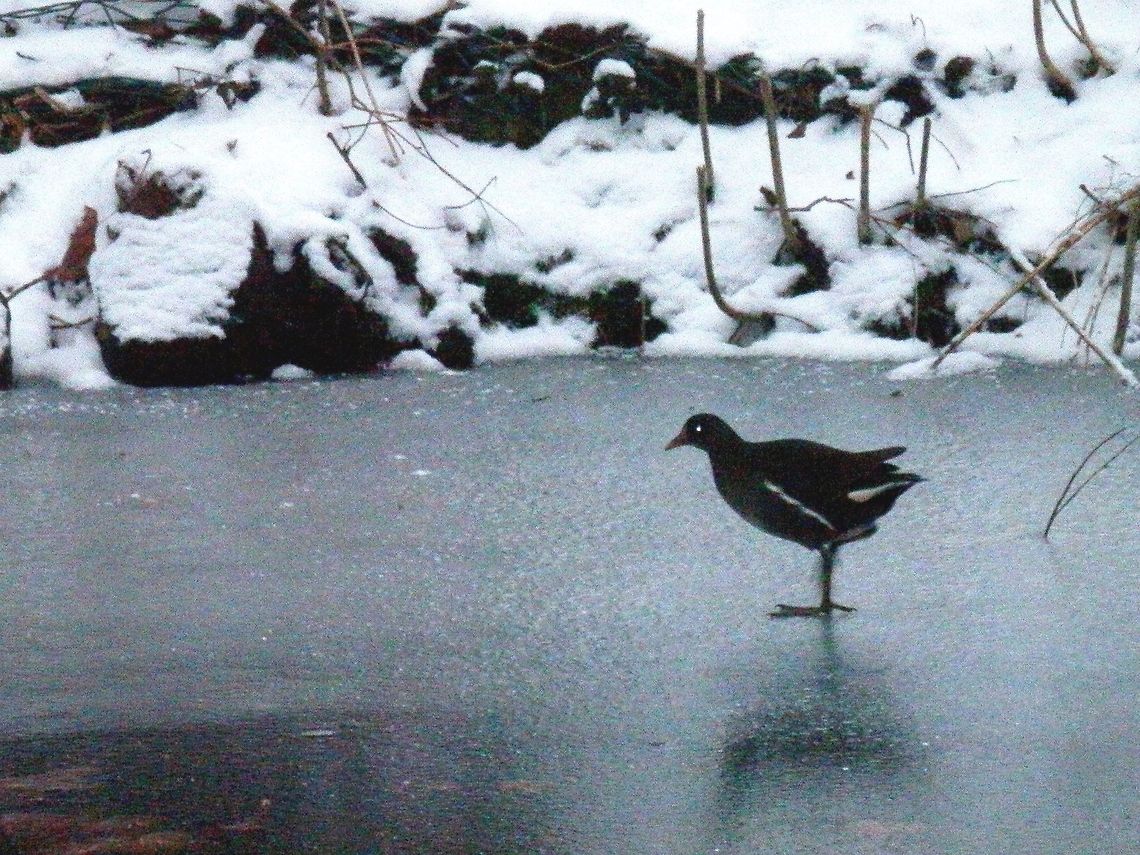 Common Moorhen walking on a frozen canal I&#039;m sorry for the poor quality - it was getting dark and these fellows were running quite fast on the ice. After a few useless blurred shots I switched the flash on, but it was too far to actually illuminate the birds. Common Moorhen,Gallinula chloropus,Geotagged,The Netherlands