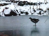 Common Moorhen walking on a frozen canal I'm sorry for the poor quality - it was getting dark and these fellows were running quite fast on the ice. After a few useless blurred shots I switched the flash on, but it was too far to actually illuminate the birds. Common Moorhen,Gallinula chloropus,Geotagged,The Netherlands