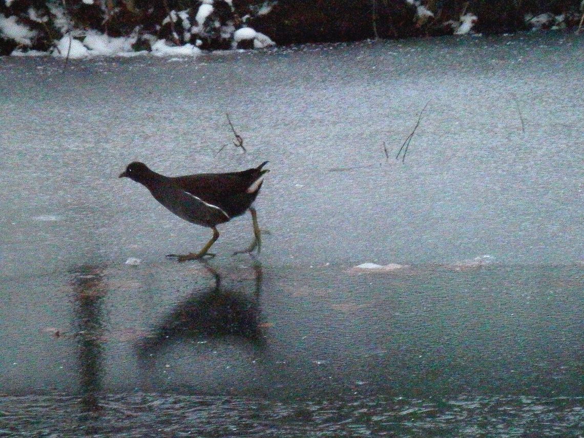 Walking on thin ice I&#039;m sorry for the poor quality - it was getting dark and these fellows were running quite fast on the ice. After a few useless blurred shots I switched the flash on, but it was too far to actually illuminate the birds. Common Moorhen,Gallinula chloropus,Geotagged,The Netherlands