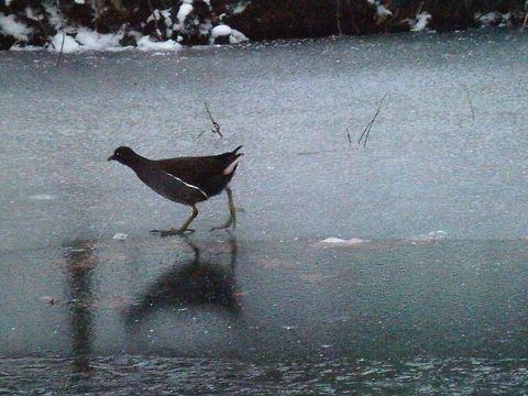 Walking on thin ice I'm sorry for the poor quality - it was getting dark and these fellows were running quite fast on the ice. After a few useless blurred shots I switched the flash on, but it was too far to actually illuminate the birds. Common Moorhen,Gallinula chloropus,Geotagged,The Netherlands