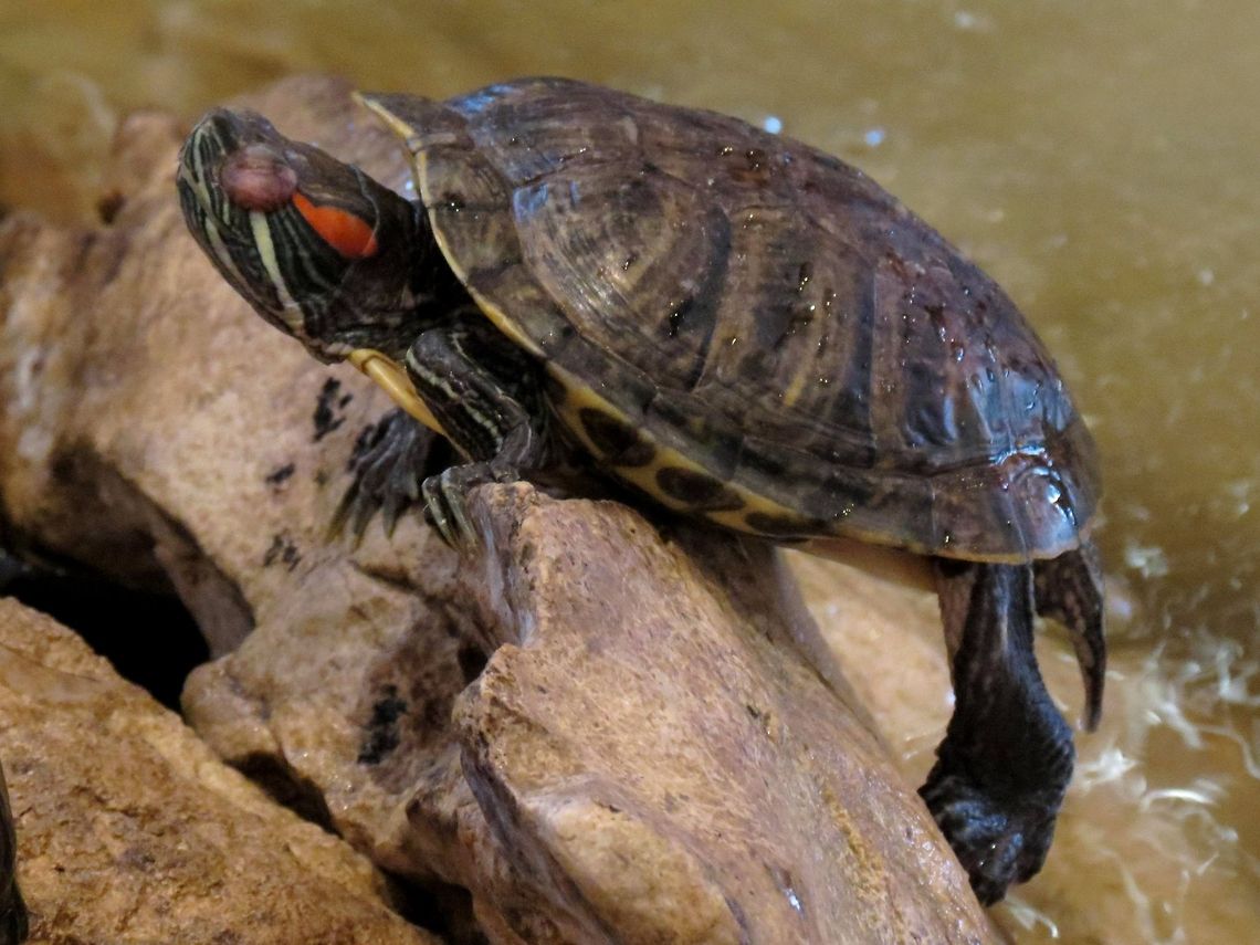 Red-eared slider hanging  Bulgaria,Geotagged,Red-eared slider,Trachemys scripta elegans