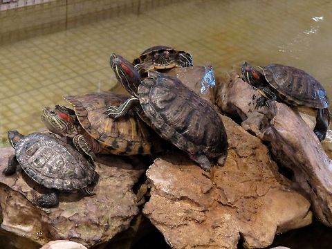 Red-eared slider gang  Bulgaria,Geotagged,Red-eared slider,Trachemys scripta elegans