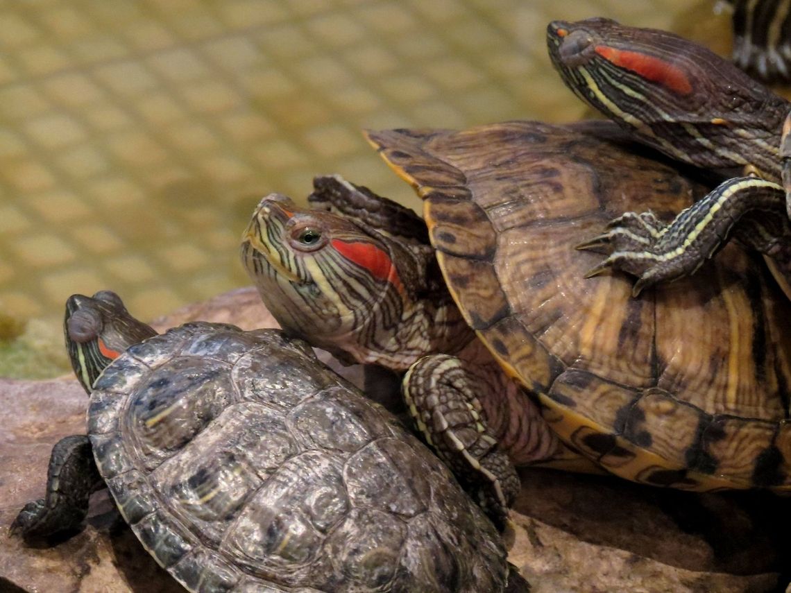 Red-eared slider close-up  Bulgaria,Geotagged,Red-eared slider,Trachemys scripta elegans