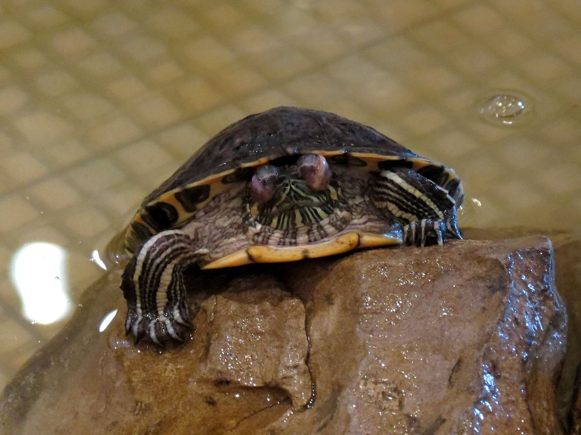 Red-eared slider taking a nap  Bulgaria,Geotagged,Red-eared slider,Trachemys scripta elegans