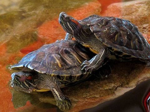 Red-eared sliders couple  Bulgaria,Geotagged,Red-eared slider,Trachemys scripta elegans