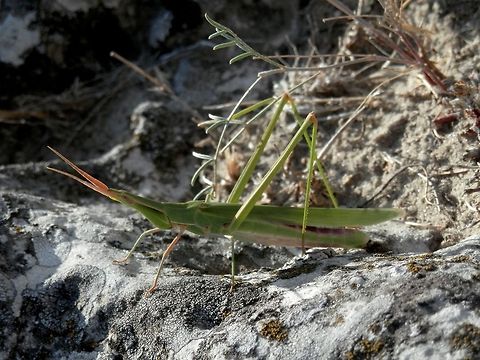 Acrida ungarica  Acrida ungarica,Bulgaria,Geotagged,Mediterranean Slant-faced Grasshopper,grasshopper