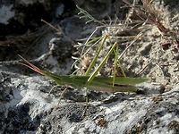 Acrida ungarica  Acrida ungarica,Bulgaria,Geotagged,Mediterranean Slant-faced Grasshopper,grasshopper