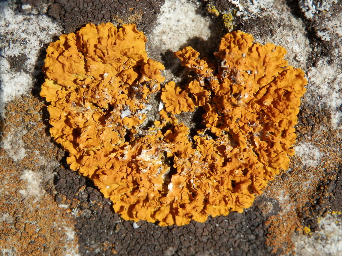 Common orange lichen  Bulgaria,Common orange lichen,Geotagged,Xanthoria parietina