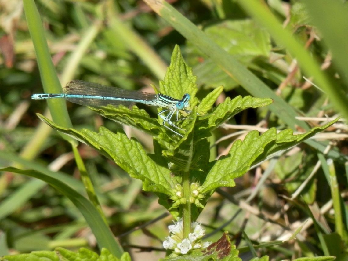 Blue Featherleg  Bulgaria,Geotagged,Platycnemis pennipes,White-legged Damselfly