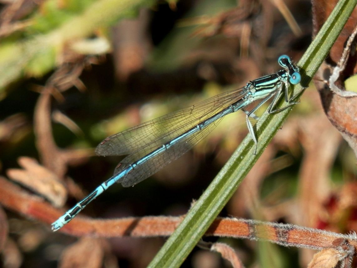 Blue Featherleg  Bulgaria,Geotagged,Platycnemis pennipes,White-legged Damselfly
