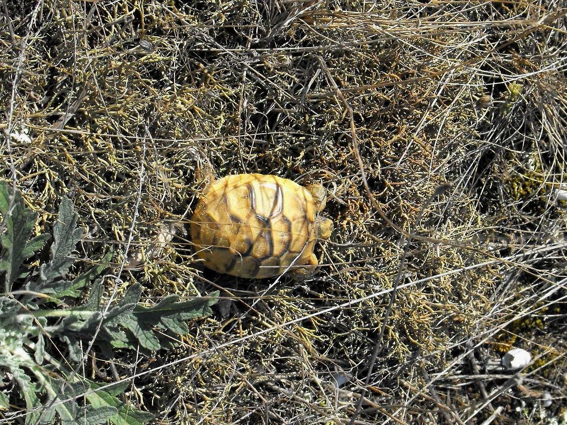 Spur-thighed tortoise  Bulgaria,Geotagged,Spur-thighed tortoise,Testudo graeca