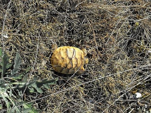 Spur-thighed tortoise  Bulgaria,Geotagged,Spur-thighed tortoise,Testudo graeca