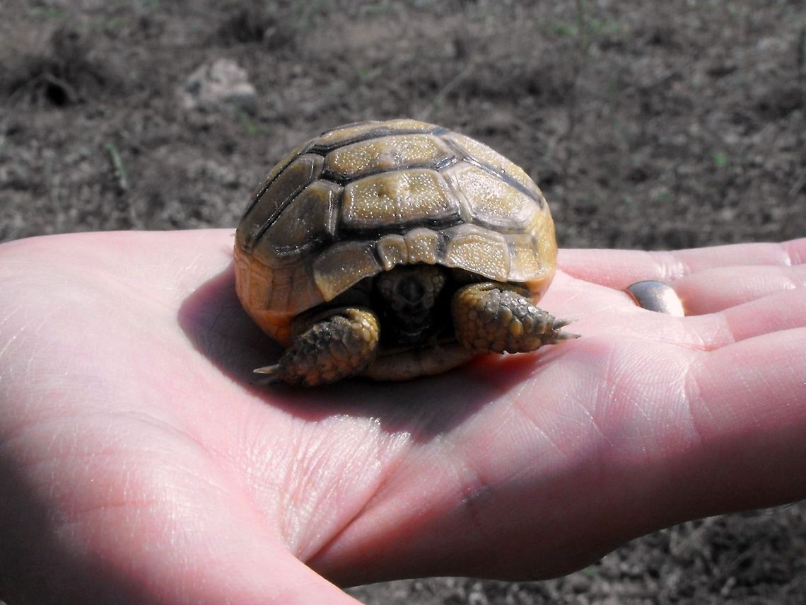 Spur-thighed tortoise  Bulgaria,Geotagged,Spur-thighed tortoise,Testudo graeca