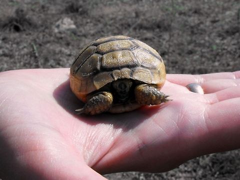 Spur-thighed tortoise  Bulgaria,Geotagged,Spur-thighed tortoise,Testudo graeca