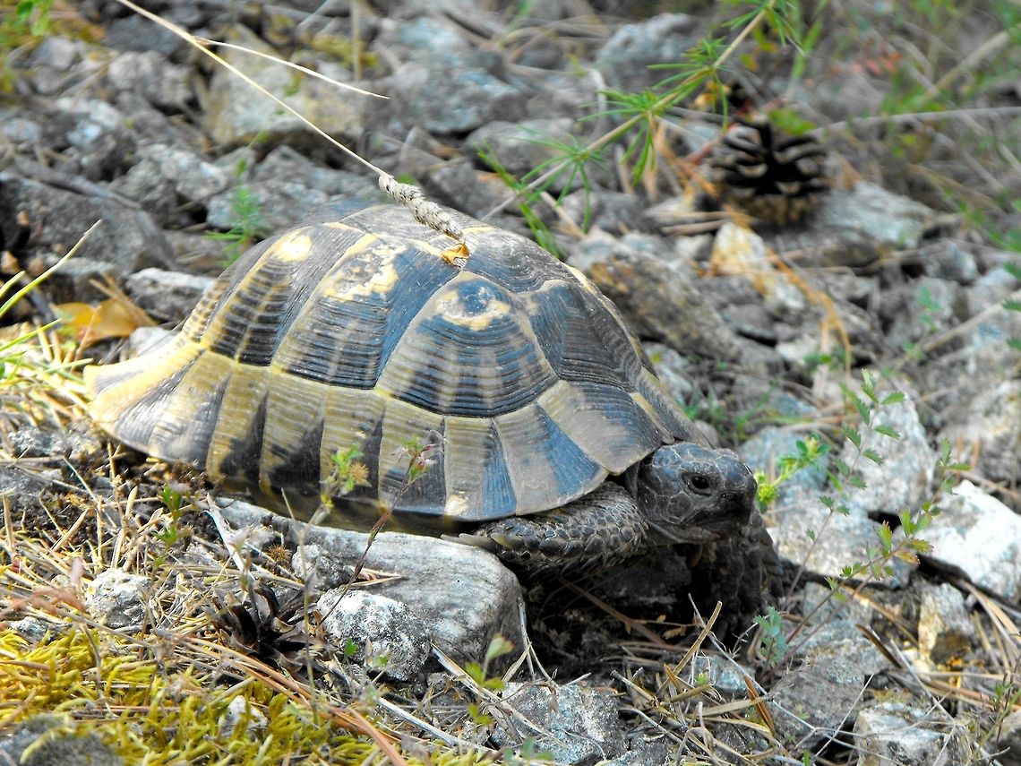 Eastern Hermann's Tortoise  Bulgaria,Geotagged,Hermann's tortoise,Testudo hermanni