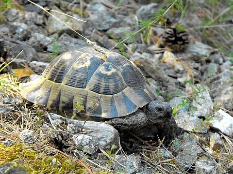 Eastern Hermann's Tortoise  Bulgaria,Geotagged,Hermann's tortoise,Testudo hermanni