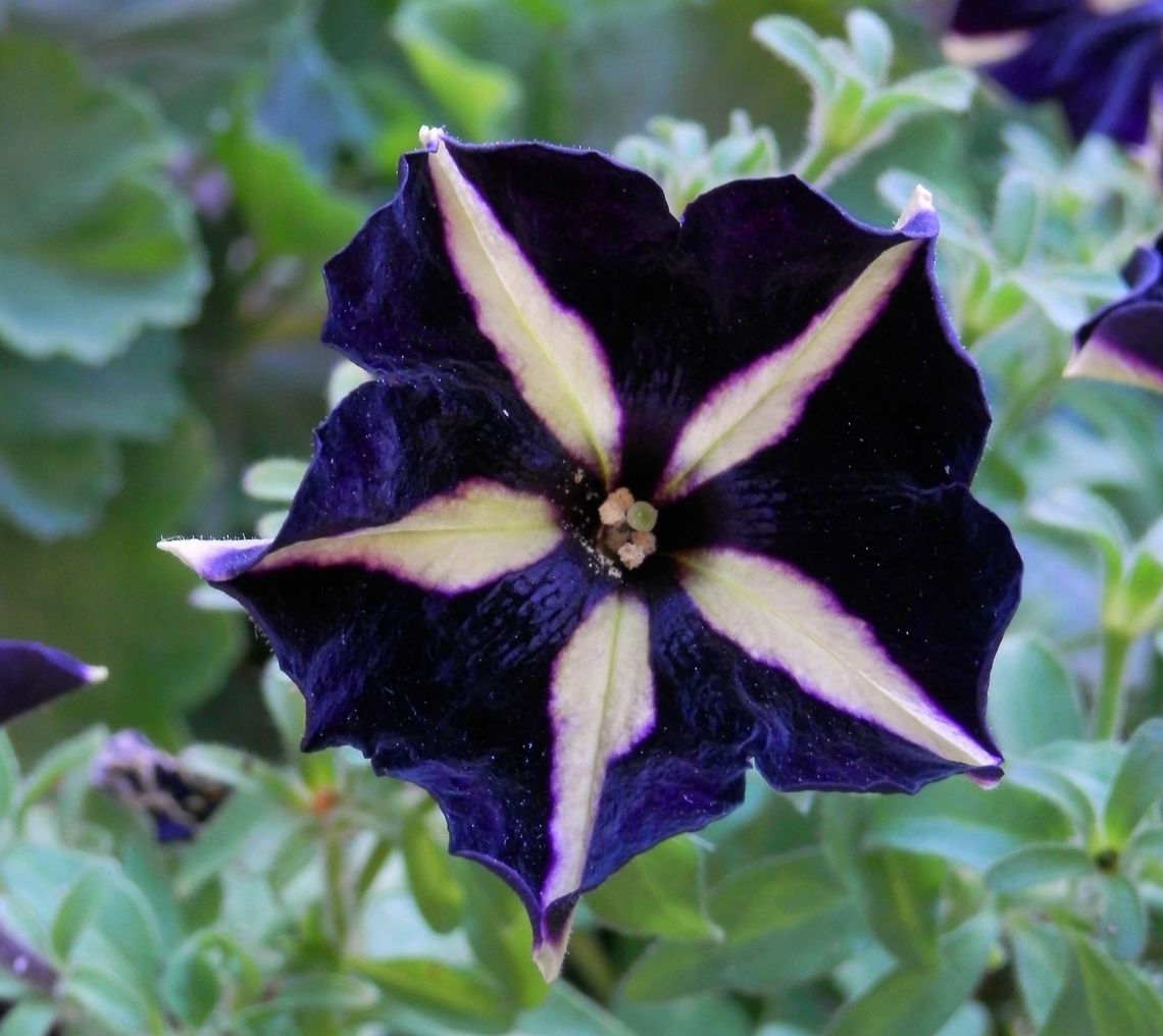 Black velvet Primetime Series Blue Star Petunia (Petunia &times; hybrida). Bulgaria,Garden Petunia,Geotagged,Petunia axillaris,Petunia &times; atkinsiana