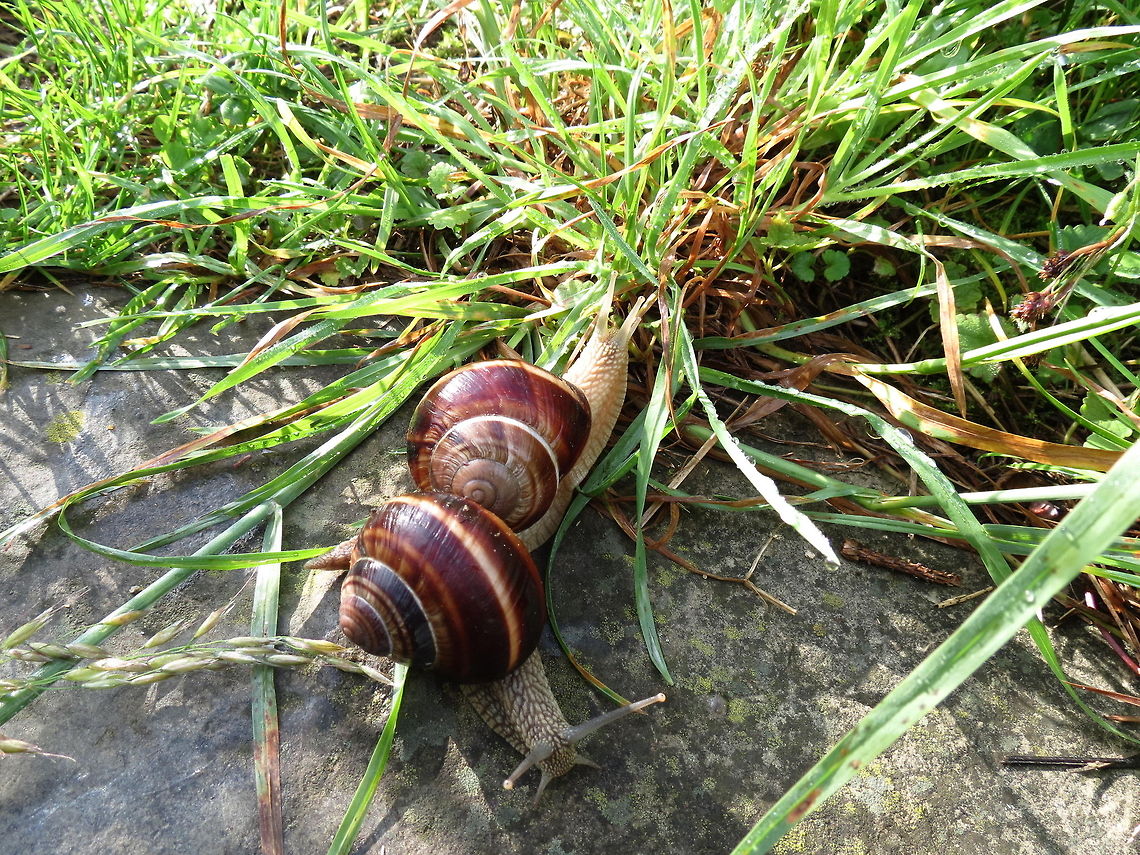 Turkish snail (Helix lucorum)  Bulgaria,Geotagged,Helix lucorum,snail