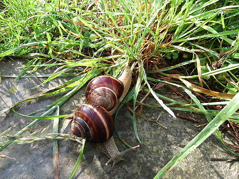 Turkish snail (Helix lucorum)  Bulgaria,Geotagged,Helix lucorum,snail