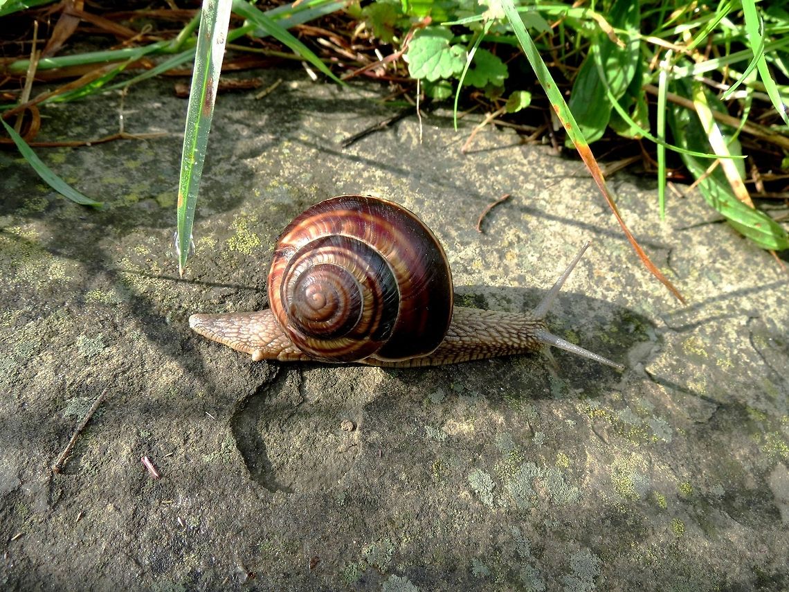 Turkish snail (Helix lucorum)  Bulgaria,Geotagged,Helix lucorum