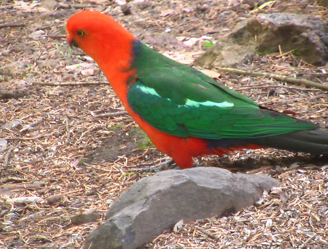 nicolas,amaury_outbak_005_-_Copy  Alisterus scapularis,Australian king parrot