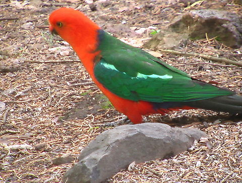 nicolas,amaury_outbak_005_-_Copy  Alisterus scapularis,Australian king parrot