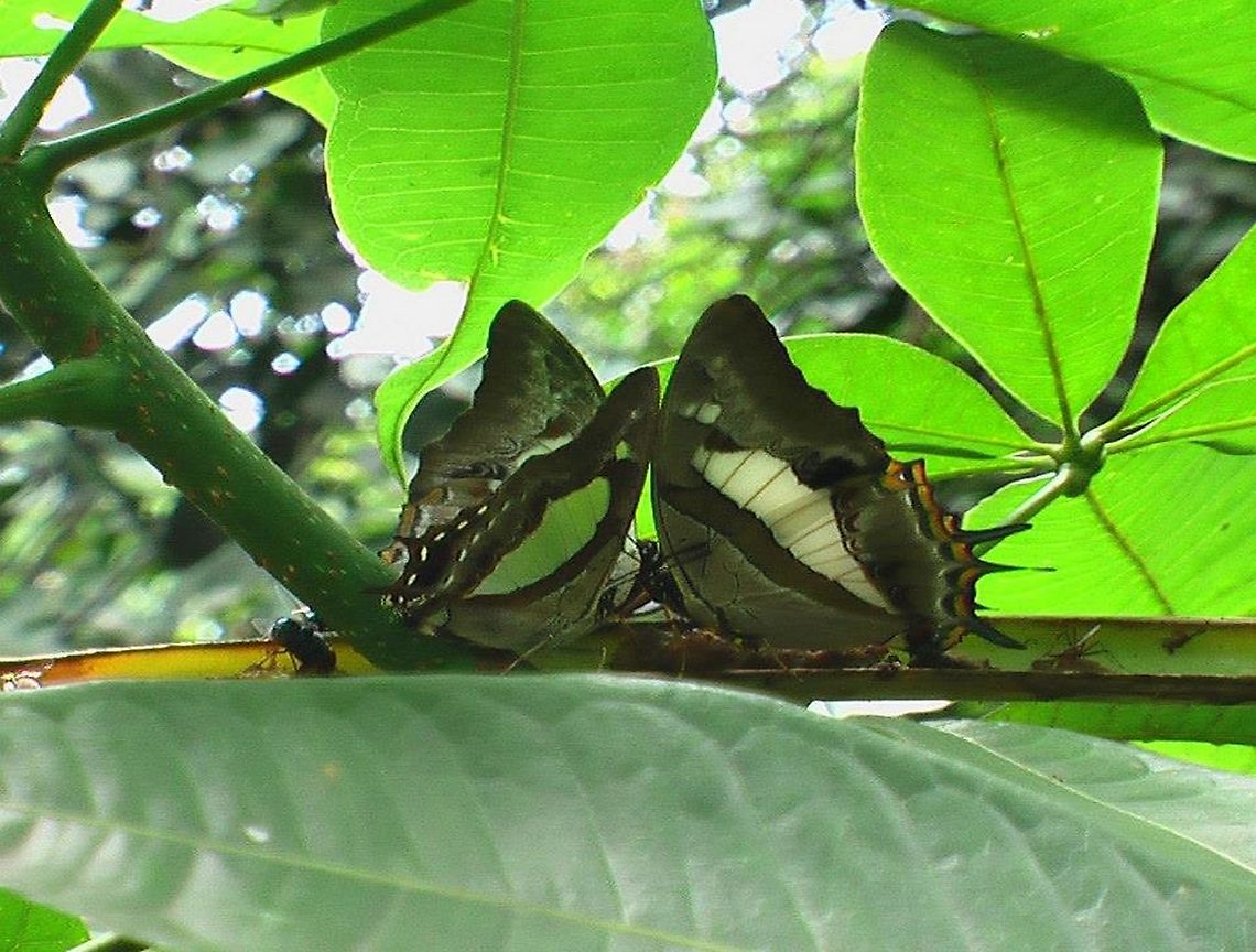 1507564_902966929738273_1914550903849786728_n