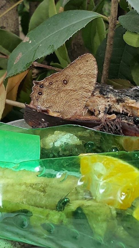 pic_galaxy_bandung_april_sulawesi_jakarta_lands_kamenti_2016_177_-_Copy