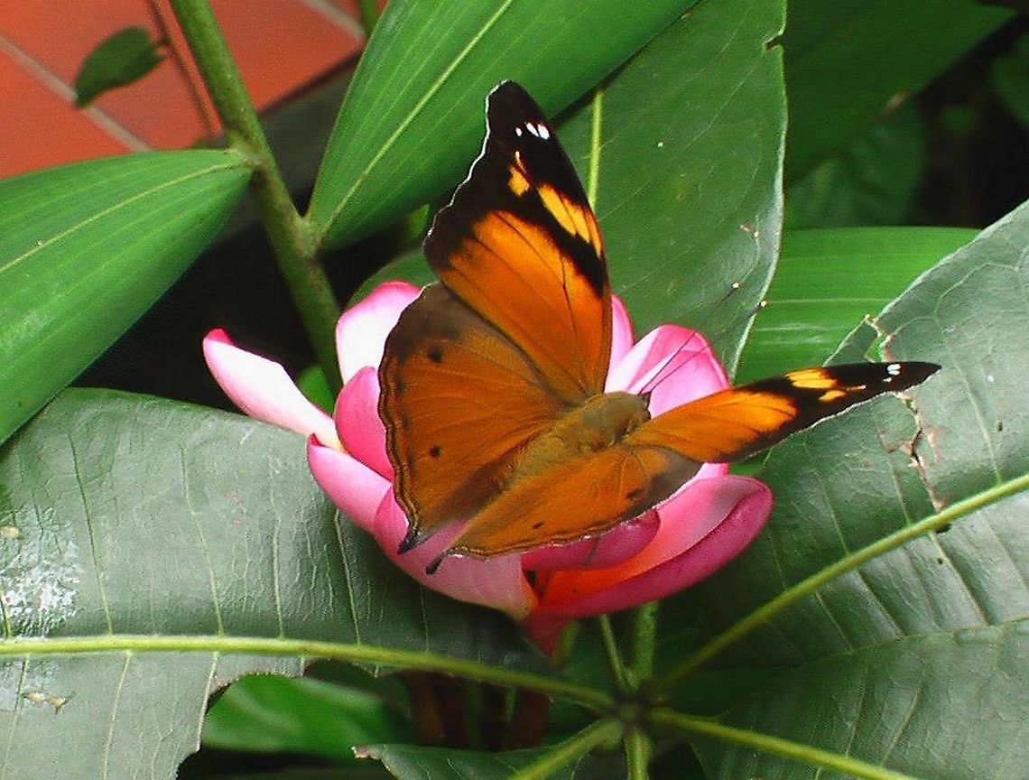 butterfly_pixel_reset_indonesia_top_pixel