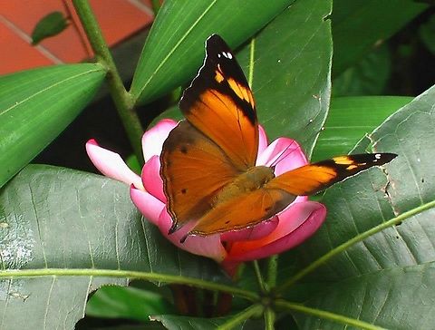 butterfly_pixel_reset_indonesia_top_pixel