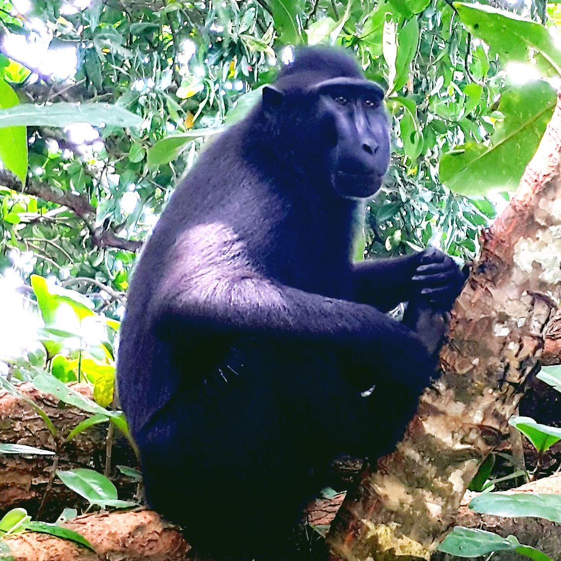 Macaca nigra the only specie yaki macaque in north  sulawesie ,indonesia Celebes Crested macaque,Geotagged,Indonesia,Macaca nigra,Spring,nature