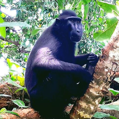 Macaca nigra the only specie yaki macaque in north  sulawesie ,indonesia Celebes Crested macaque,Geotagged,Indonesia,Macaca nigra,Spring,nature