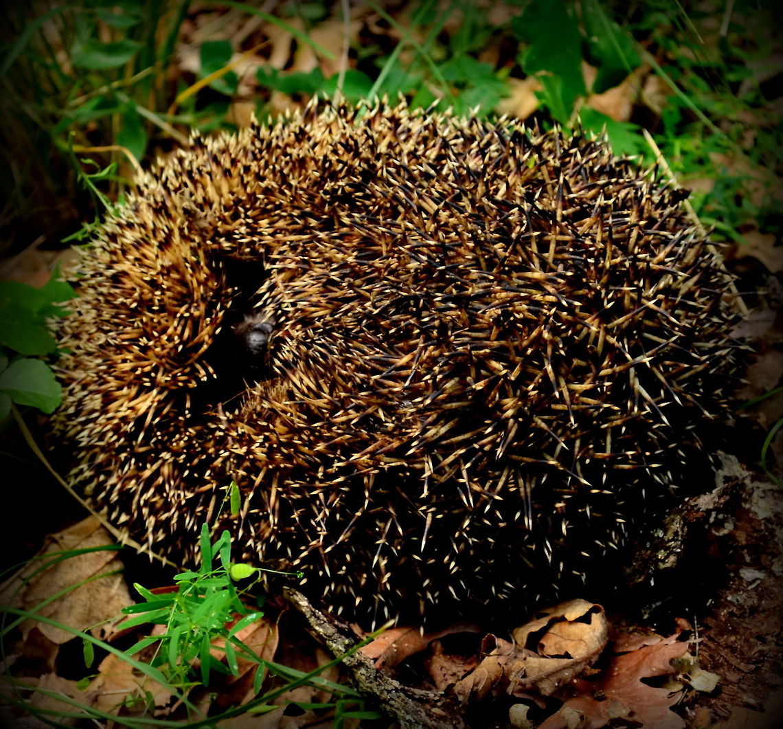hedgehog