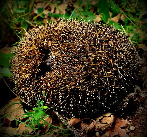 hedgehog
