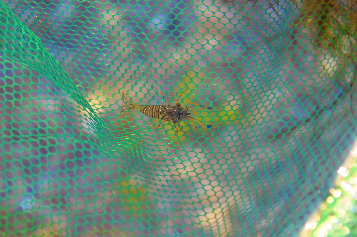 shrimp  Bulgaria,Geotagged
