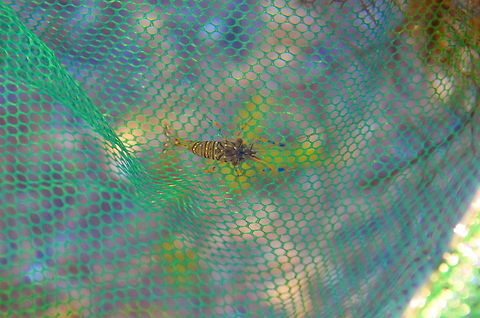 shrimp  Bulgaria,Geotagged