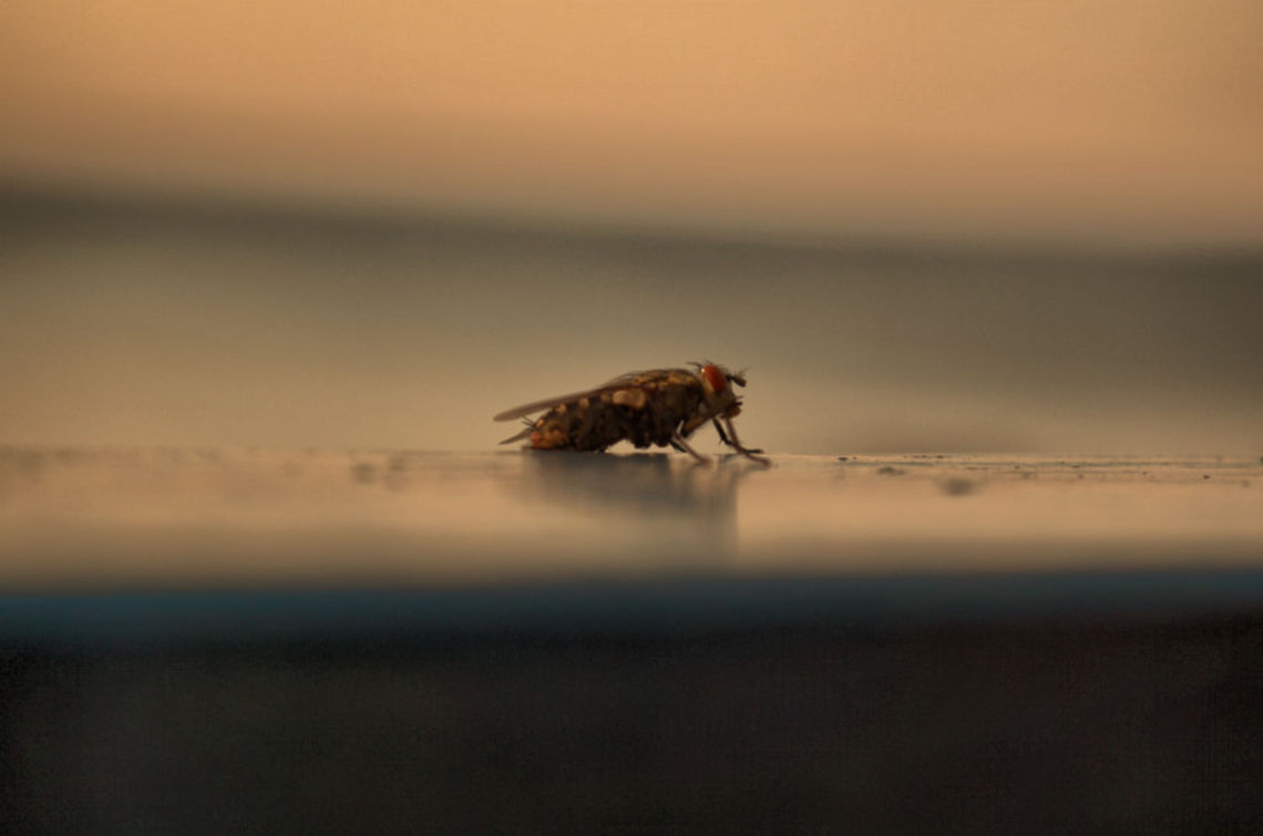 DSC_0286_fhdr  Bulgaria,Geotagged,Housefly,Musca domestica