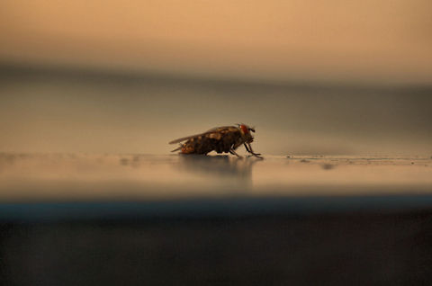 DSC_0286_fhdr  Bulgaria,Geotagged,Housefly,Musca domestica