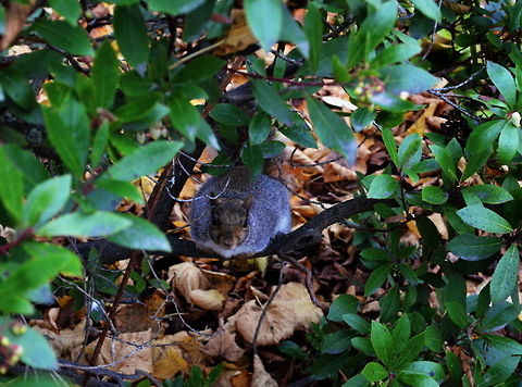 Eastern gray squirrel  Eastern gray squirrel,Sciurus carolinensis