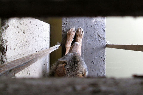 Grey wolf  Canis lupus,Geotagged,Gray wolf,The Netherlands