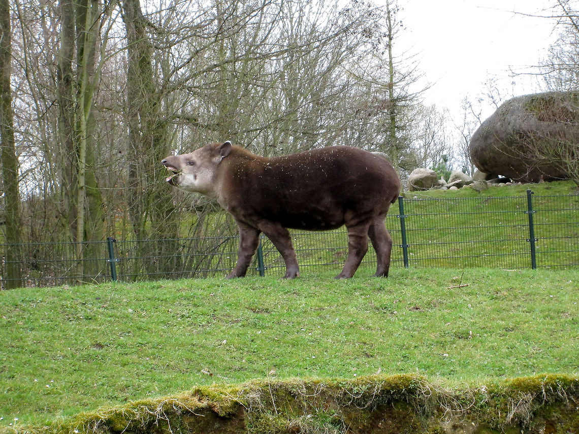South American tapir                                 Geotagged,South American tapir,Tapirus terrestris,The Netherlands