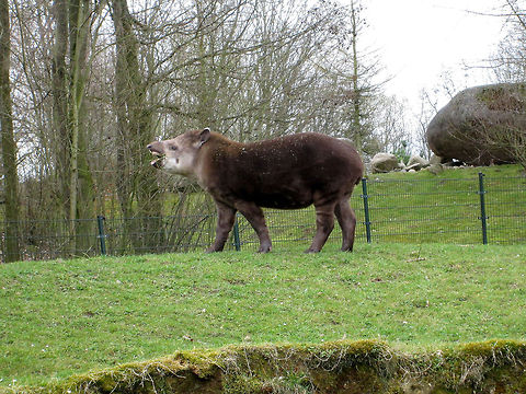 South American tapir                                 Geotagged,South American tapir,Tapirus terrestris,The Netherlands