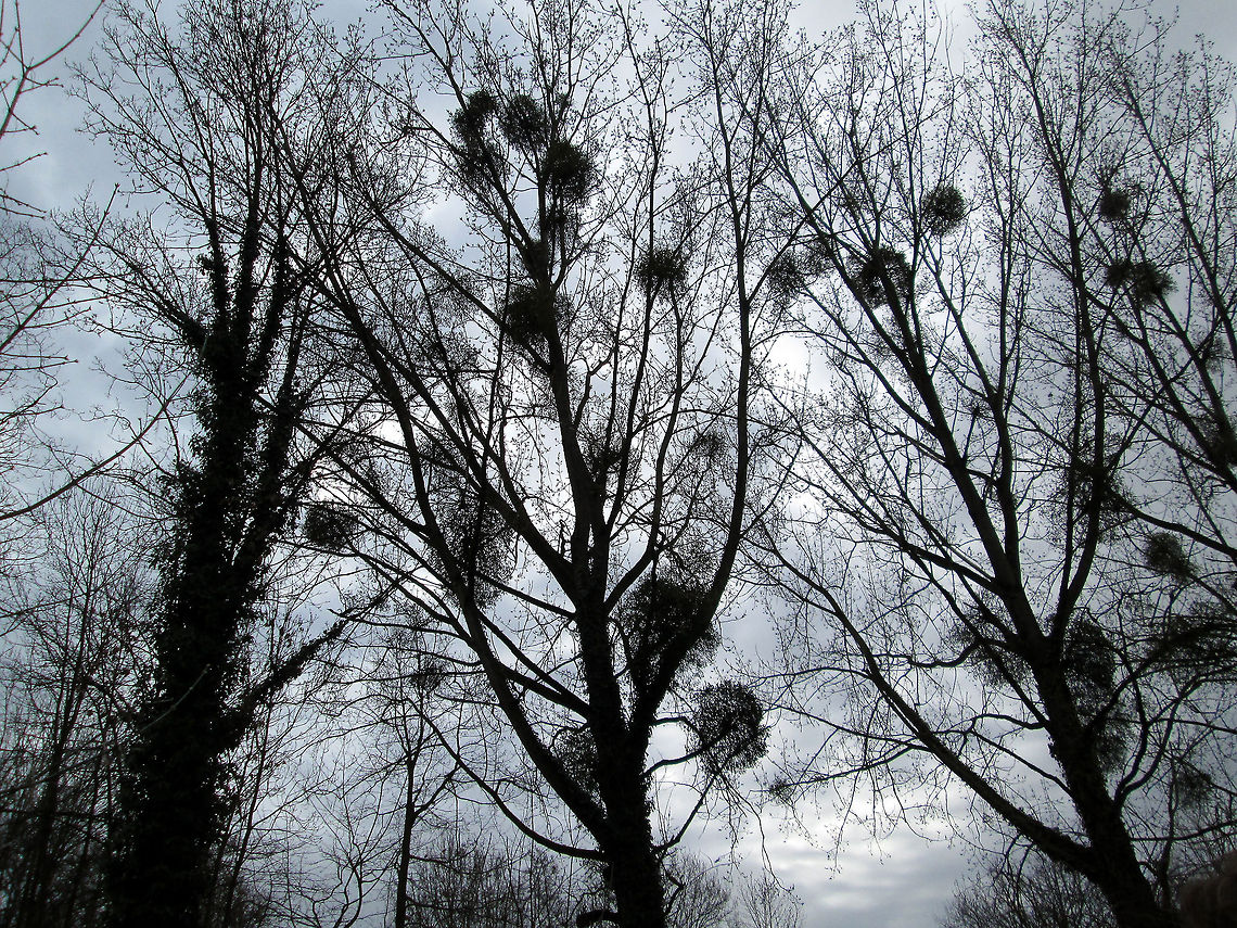 Mistletoe                                 Geotagged,The Netherlands,Viscum album