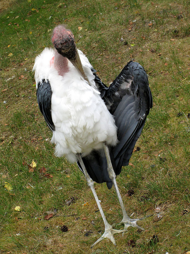 Just putting my feathers in the right place &quot;At the end of the date when walking to the door<br />
Hoping and praying for just one more,<br />
A goodnight kiss and a warm embrace<br />
Sends you home with a glow on your face&quot;<br />
(part of &#039;The perfect first date&#039; by Jeff Weiner) Beekse bergen,Geotagged,Leptoptilos crumeniferus,Marabou Stork,The Netherlands