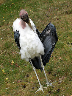 Just putting my feathers in the right place "At the end of the date when walking to the door
Hoping and praying for just one more,
A goodnight kiss and a warm embrace
Sends you home with a glow on your face"
(part of 'The perfect first date' by Jeff Weiner) Beekse bergen,Geotagged,Leptoptilos crumeniferus,Marabou Stork,The Netherlands