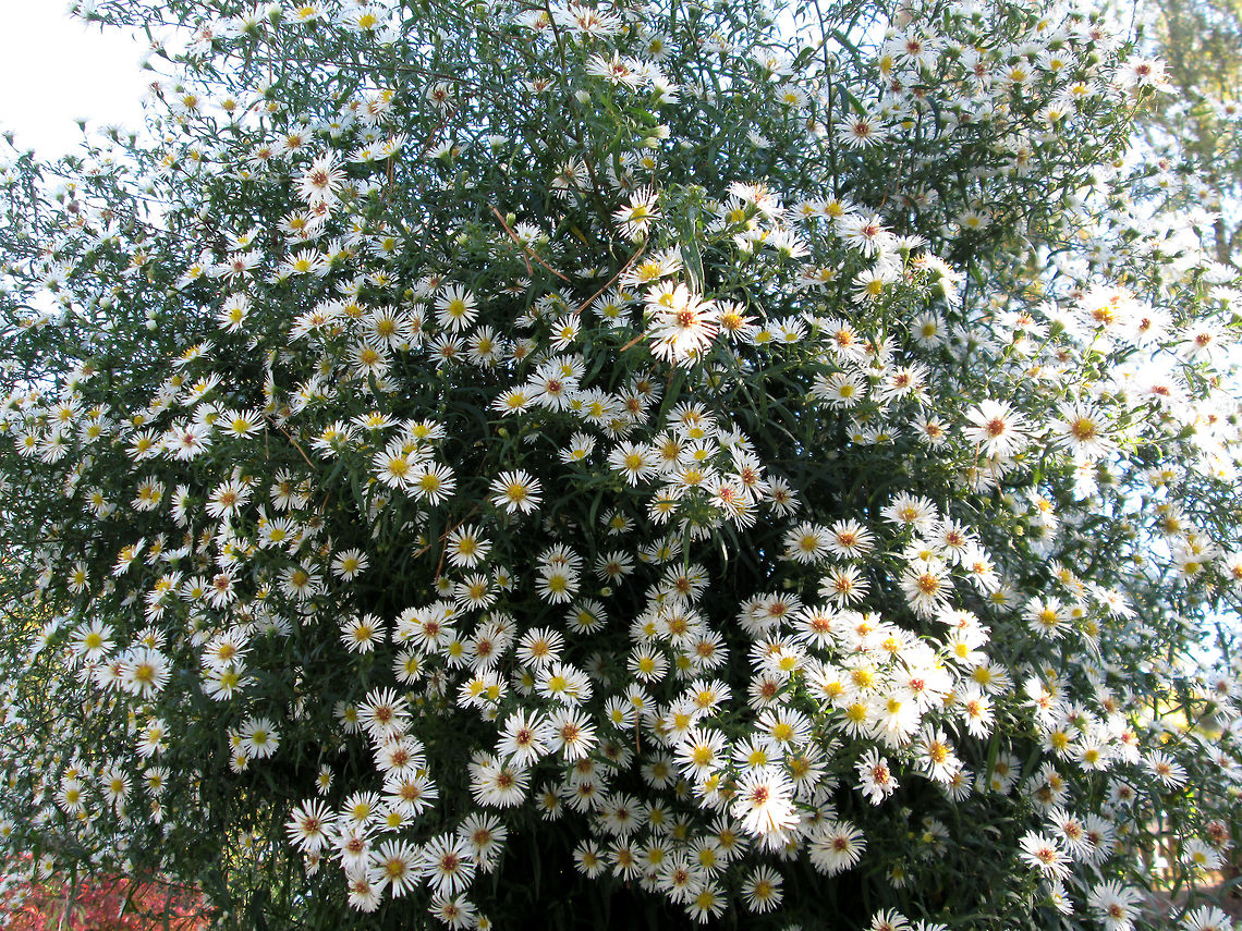 A lot of flowers                                 Geotagged,The Netherlands